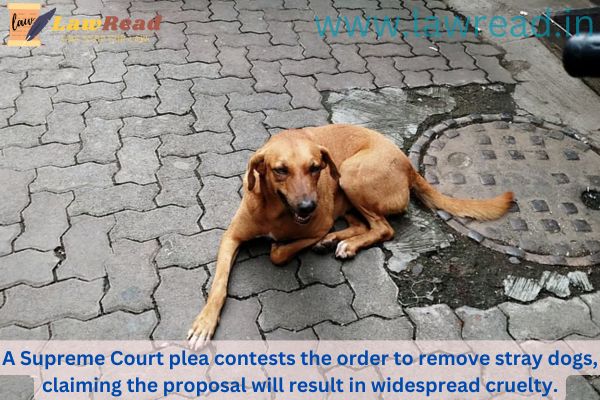 A Supreme Court plea contests the order to remove stray dogs, claiming the proposal will result in widespread cruelty.