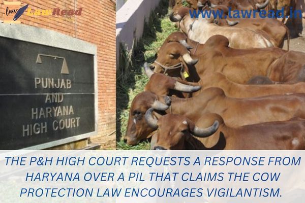 The P&H High Court requests a response from Haryana over a PIL that claims the cow protection law encourages vigilantism.